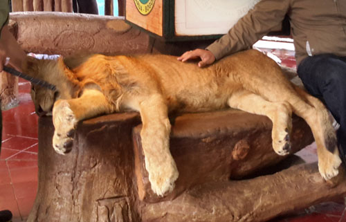 Taman Safari denies drugging photo prop lion, says it was just sleepy (April 7, 2016)